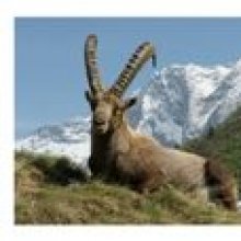 Postkort Steinbukken Capra i Vanoise